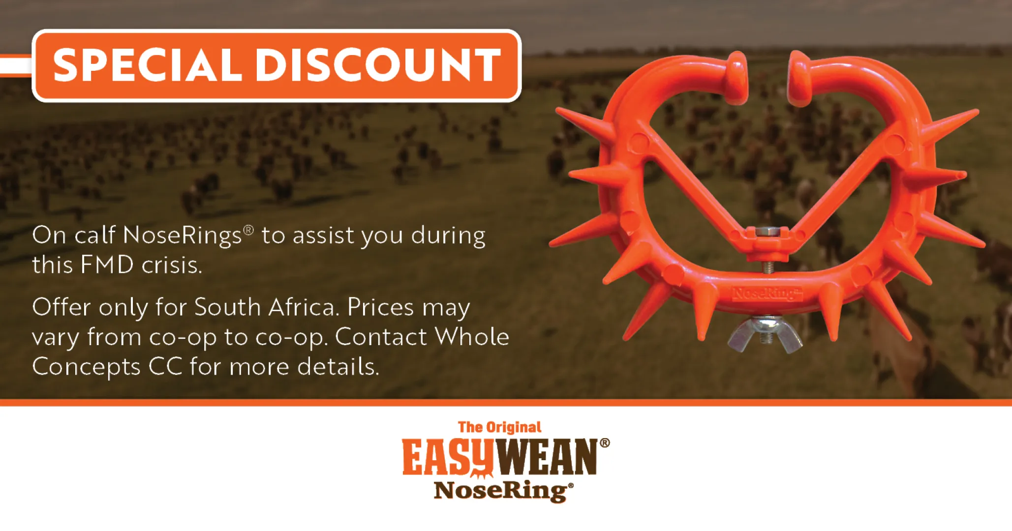 Calf NoseRing Special Discount | EASYWEAN® NoseRing®
