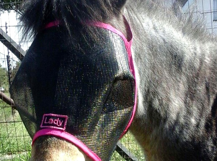 Fly Mask - Plain XXXS-XXL | Horse and Leisure