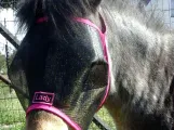 Fly Mask - Plain XXXS-XXL | Horse and Leisure