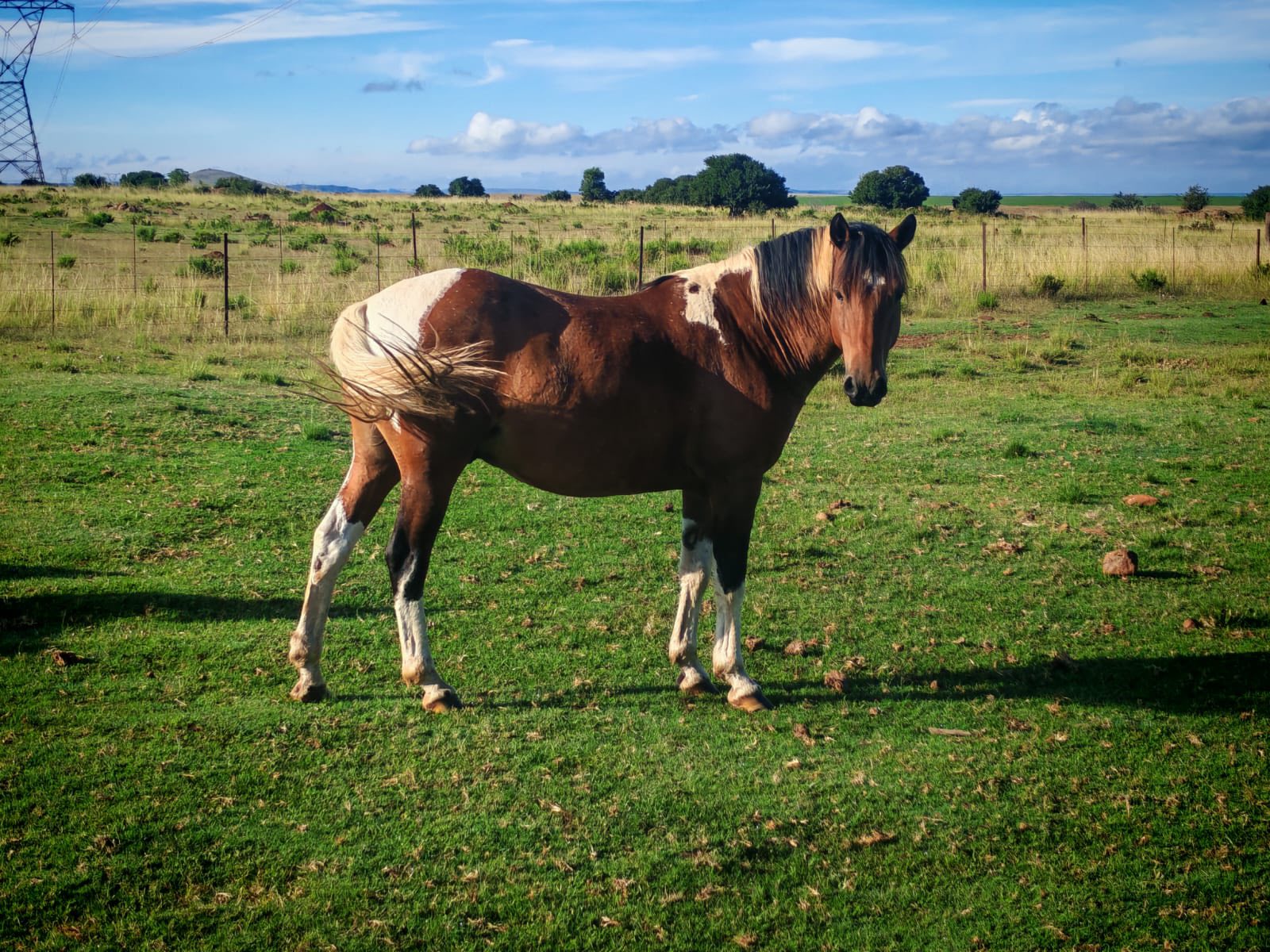 Mak ryperd | Agrimar 