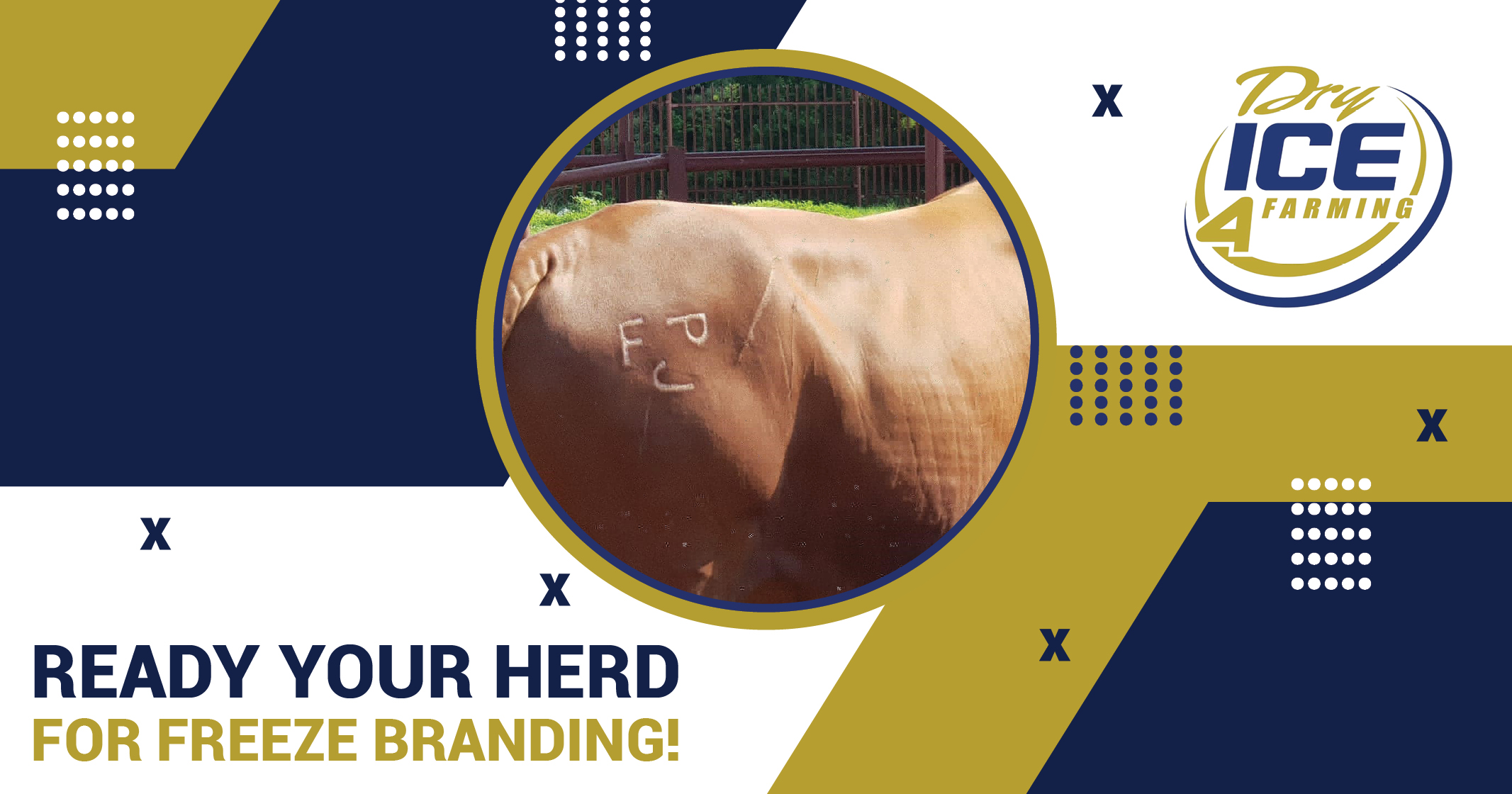 Ready Your Herd For Freeze Branding! | Dry Ice 4 Farming