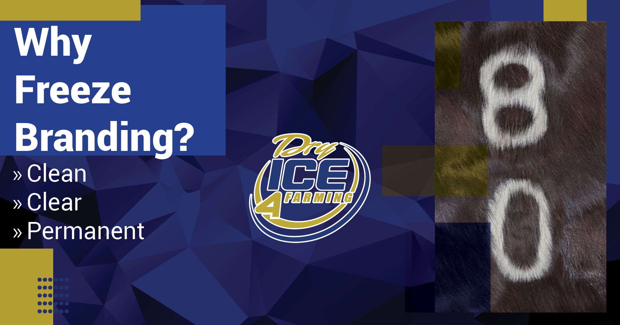 Why Freeze Branding?  | Dry Ice 4 Farming