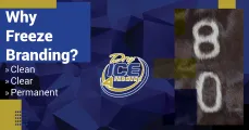 Why Freeze Branding?  | Dry Ice 4 Farming