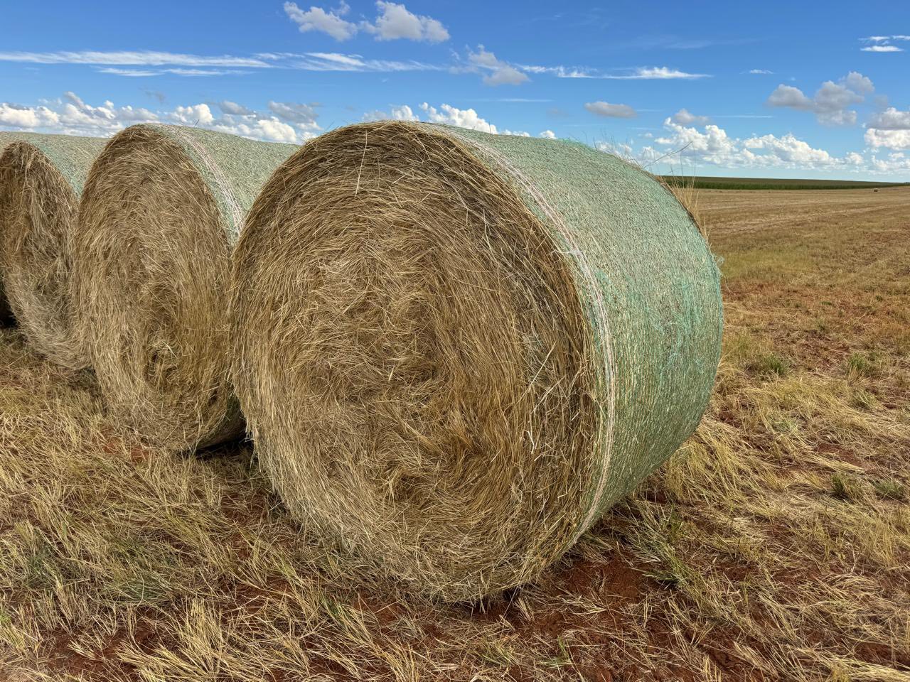 1.5m ronde volsaad Tef bale | Agrimar 