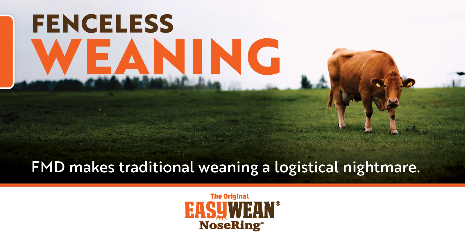 Fenceless Weaning | EASYWEAN® NoseRing®