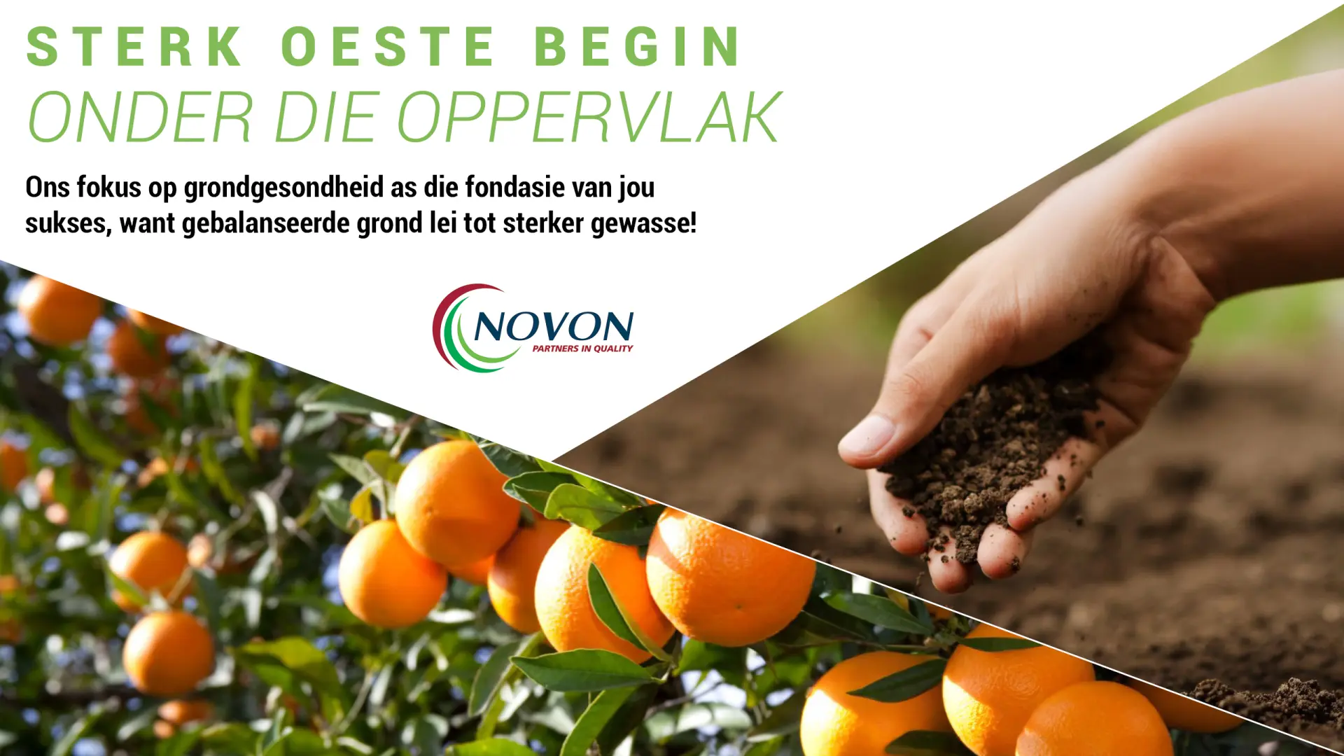 Sterk oeste begin onder die oppervlak | Novon