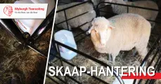 Skaap-hantering | Myburgh Toerusting